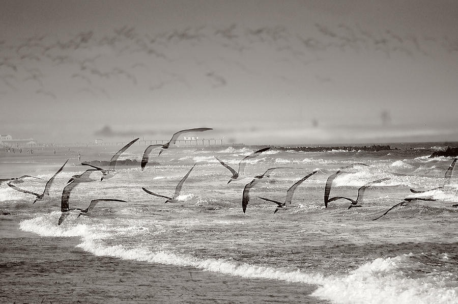 Skimmers in Flight Photograph by Melinda Dreyer