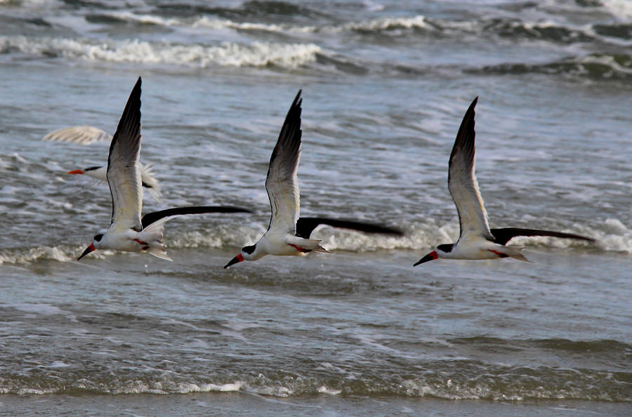 Skimmers In Formation Photograph