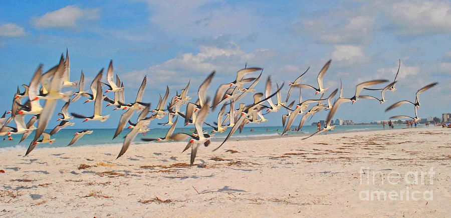Skimmers on the Move Photograph by George D Gordon III