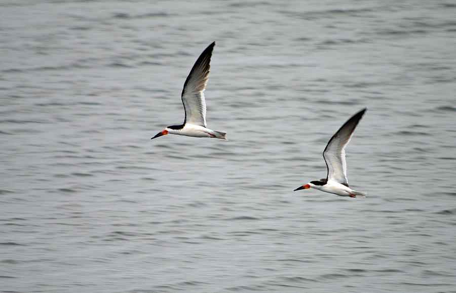 Bird Photograph - Skimmers on the Prowl by Greg Graham