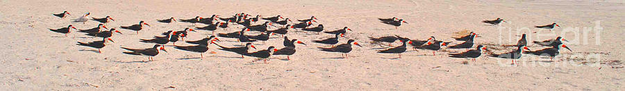 Skimmers Resting Photograph by George D Gordon III