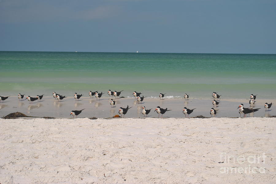 Skimmers Wading Photograph by George D Gordon III