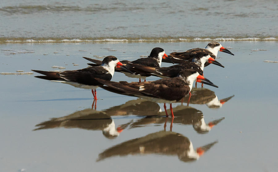 Skimmers with Reflection Photograph by Patricia Schaefer