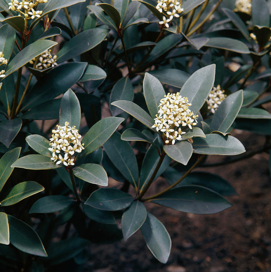 Skimmia Japonica Nymans Photograph by Science Photo Library Skimmia Japonica Nymans Photograph by Science Photo Library