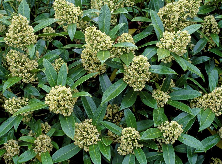 Skimmia X Confusa kew Green Photograph by Geoff Kidd/science Photo Library