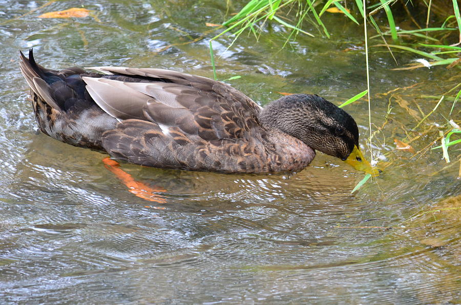 Duck Photograph - Skimming for a Snack by Maria Urso