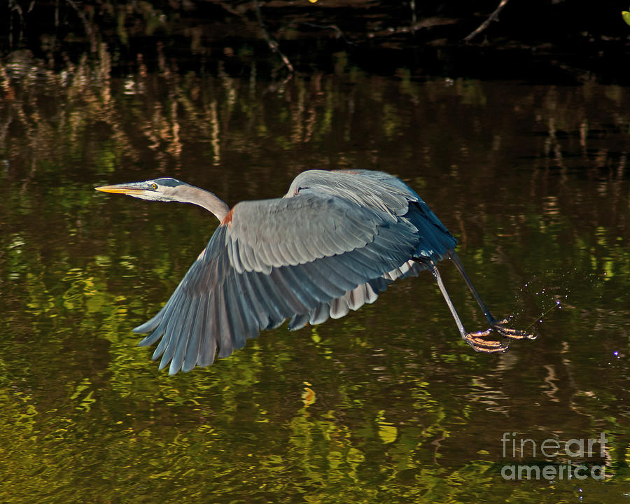 Skimming Great Heron Photograph by Stephen Whalen