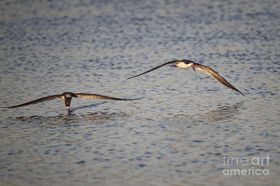 Skimming in the Evening Light Photograph by Ronald Lutz