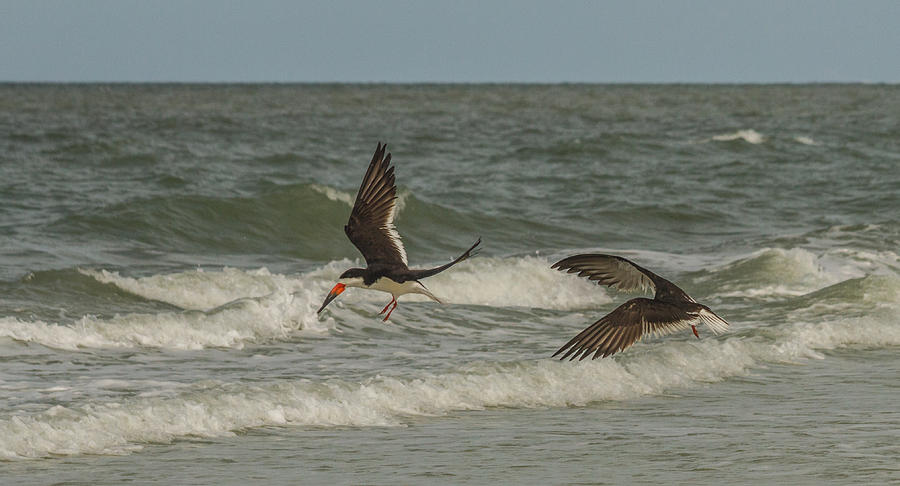 Skimming the ocean Photograph by Jane Luxton