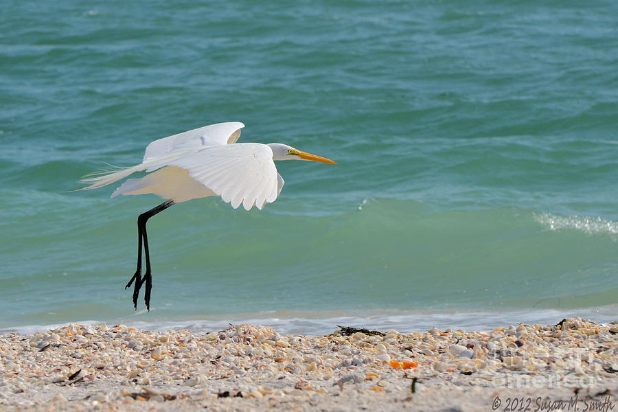 Feather Photograph - Skimming the Surf by Susan Smith