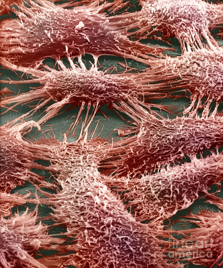 Sem Photograph - Skin Epithelial Cells by David M. Phillips