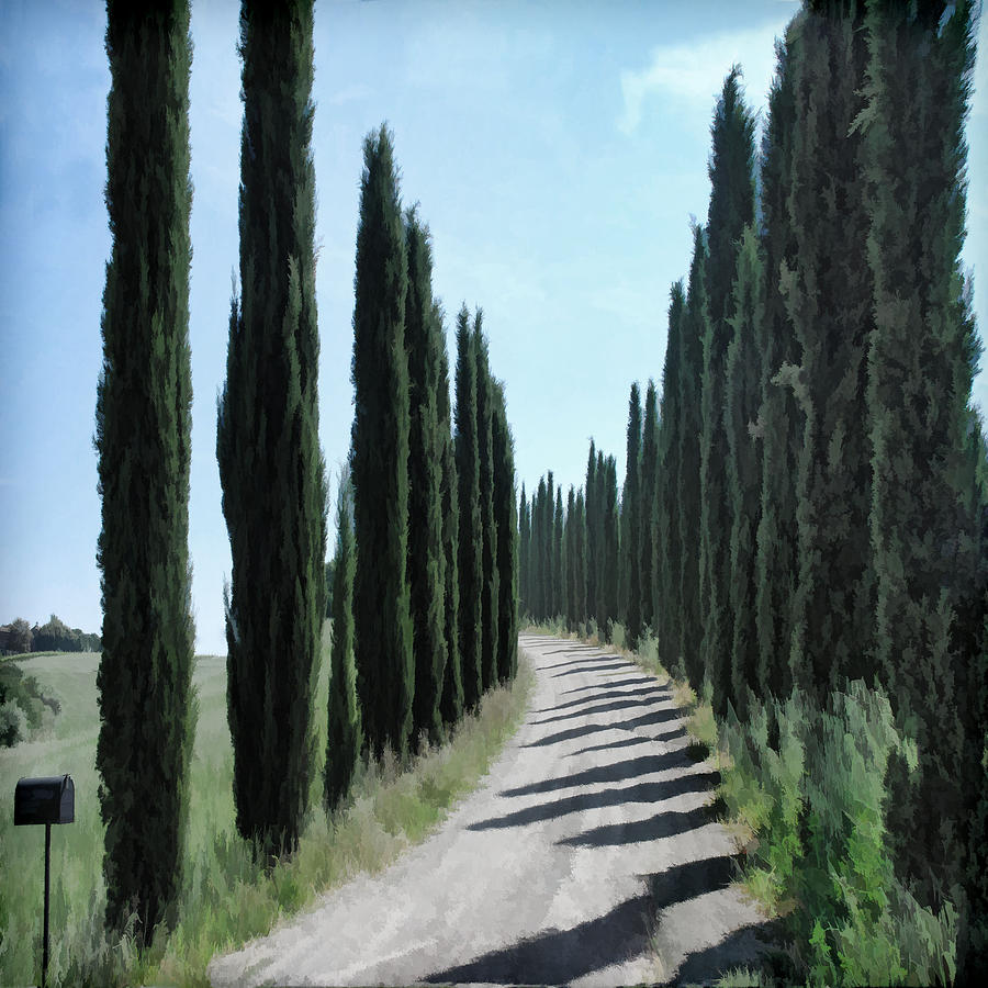 skinny-trees-photograph-by-elaine-walsh