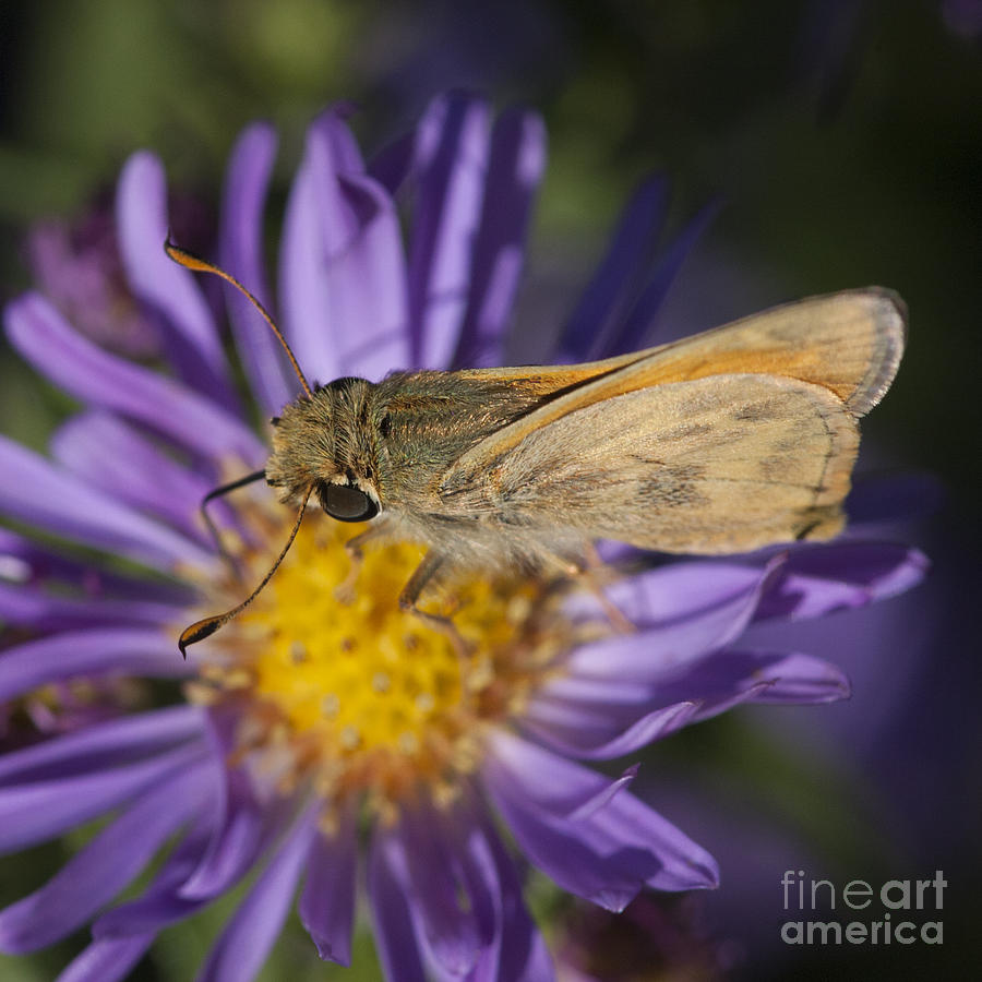 Skipper Butterfly  Photograph by Chris Scroggins
