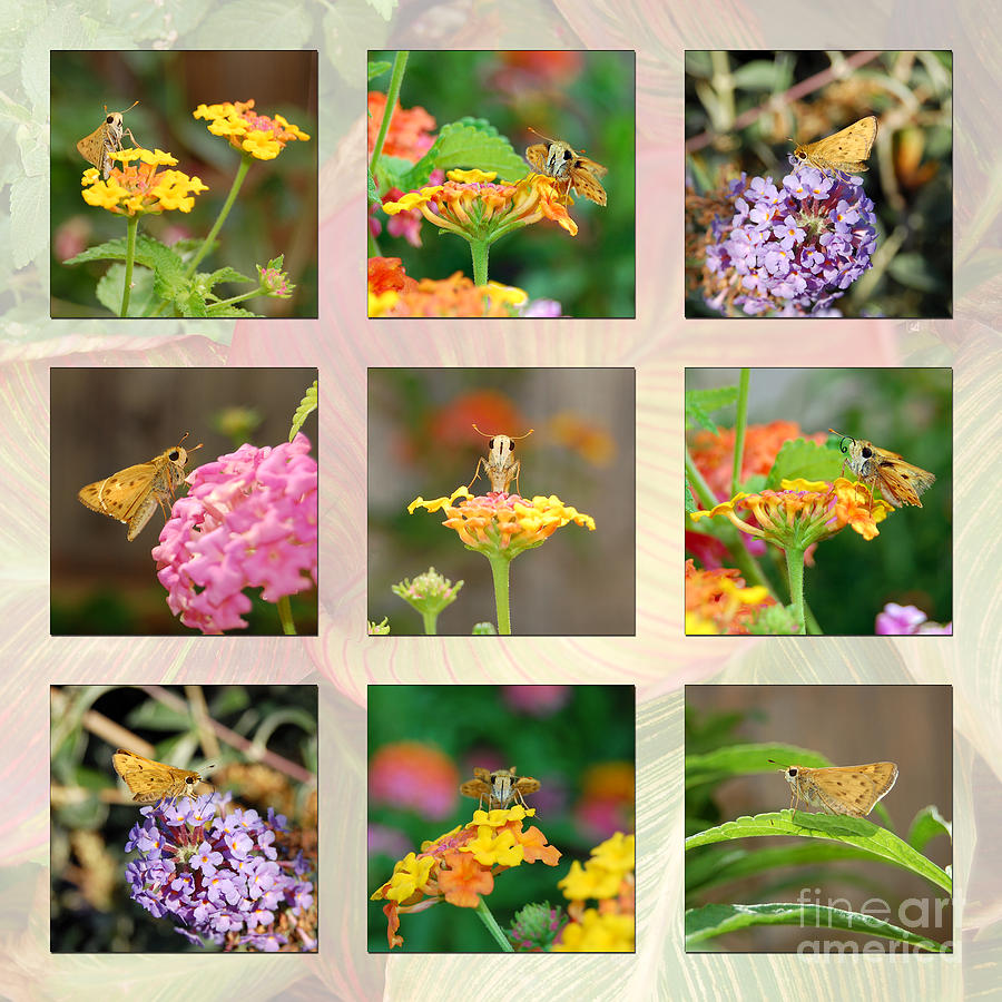Skipper Butterfly Collage Photograph by Debra Thompson