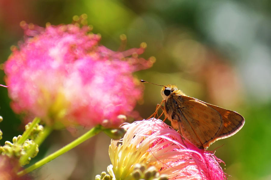 Skipper Butterfly on Mimosa Flower Photograph by Jason Politte