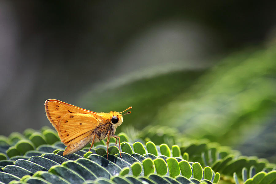 Skipper Butterfly on Mimosa Leaf Photograph by Jason Politte