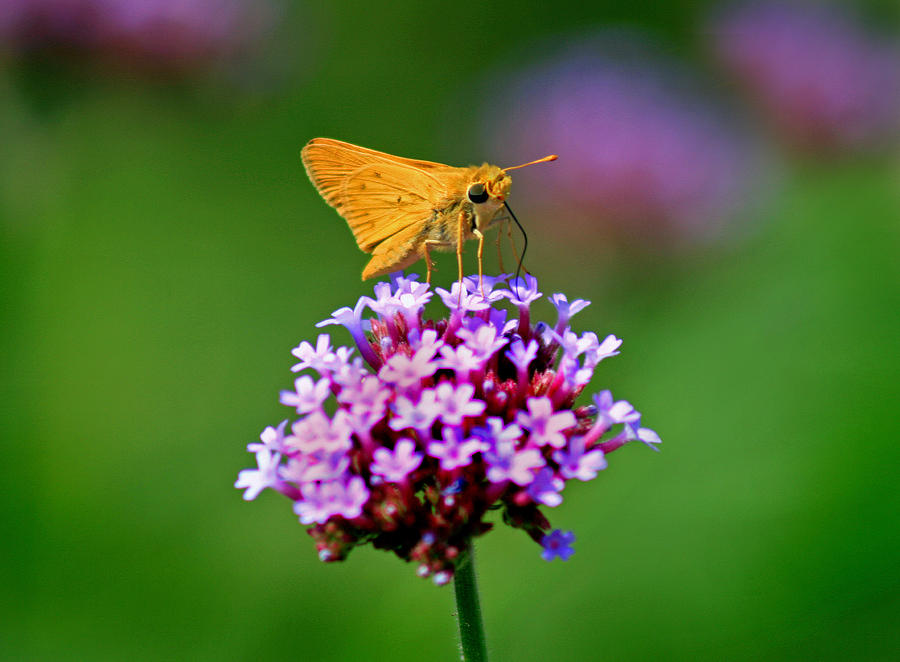 Skipper Butterfly on Verbena Photograph by Karen Adams