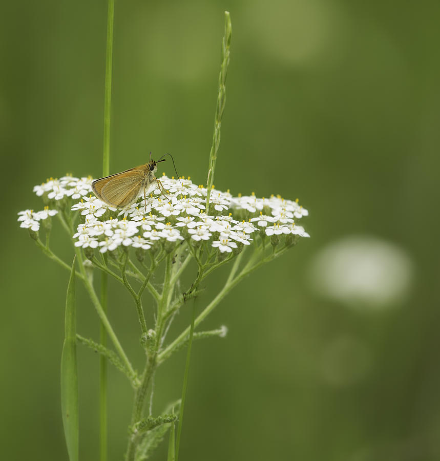 Skipper Butterfly On White Photograph by Thomas Young