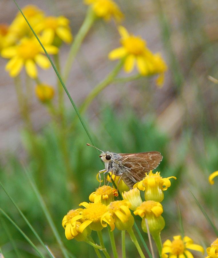 Skipper Butterfly on Yellow Wildflowers Photograph by Cascade Colors