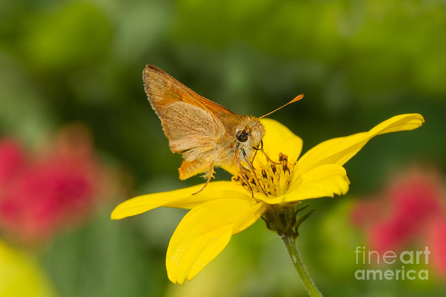 Skipper In The Flowers Photograph by Mimi Ditchie
