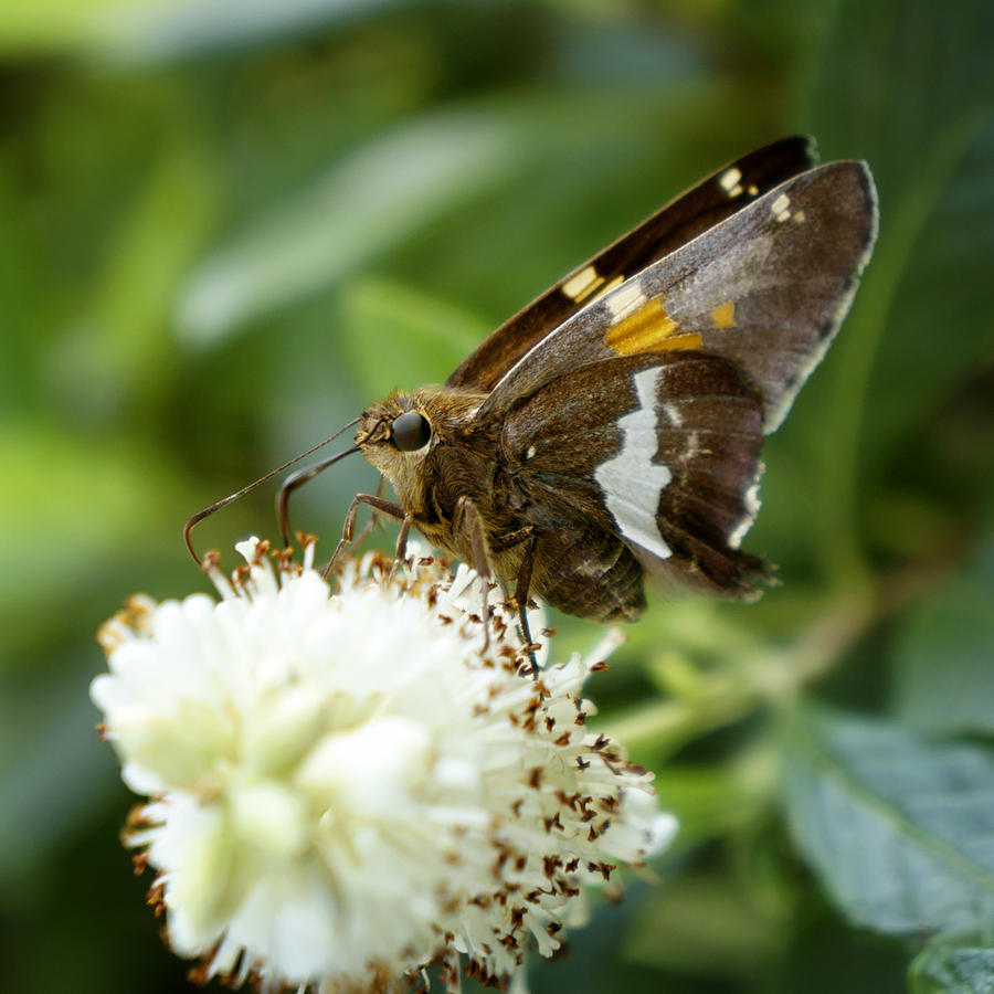 Skipper Moth Photograph by Darlene Kwiatkowski