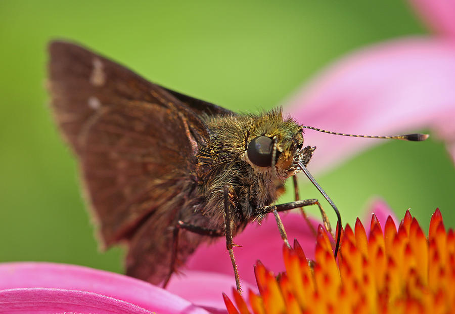 Skipper Moth Photograph by Juergen Roth
