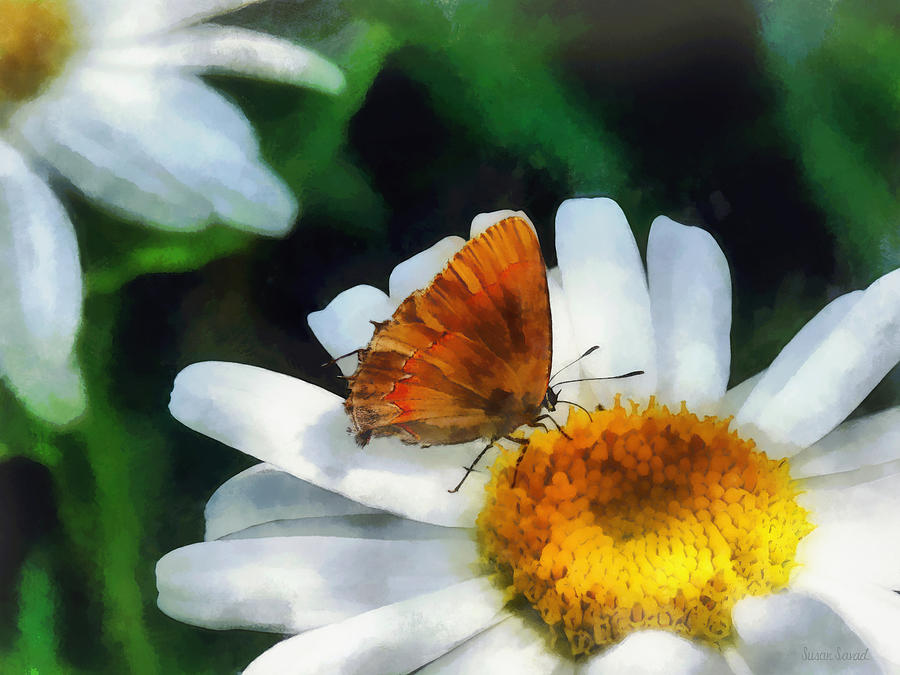 Butterfly Photograph - Skipper on a Daisy by Susan Savad