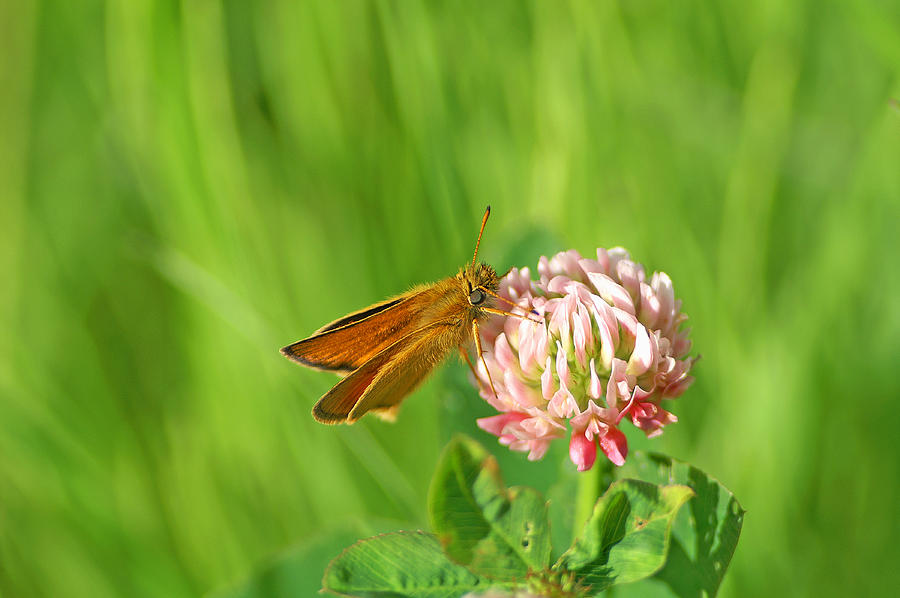 Butterfly Photograph - Skipper on Clover by Bill Morgenstern