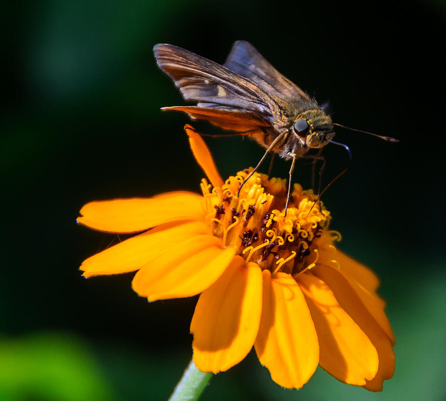Skipper Photograph - Skipper On Flower by Don L Williams Skipper Photograph - Skipper On Flower by Don L Williams