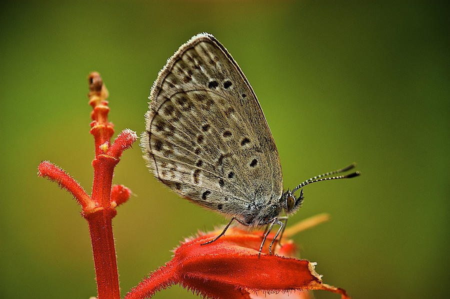 Skipper On Red Photograph by Arj Munoz