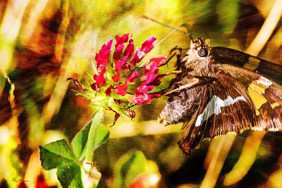 Butterfly - Clover - Skipper on the Prowl Photograph by Barry Jones
