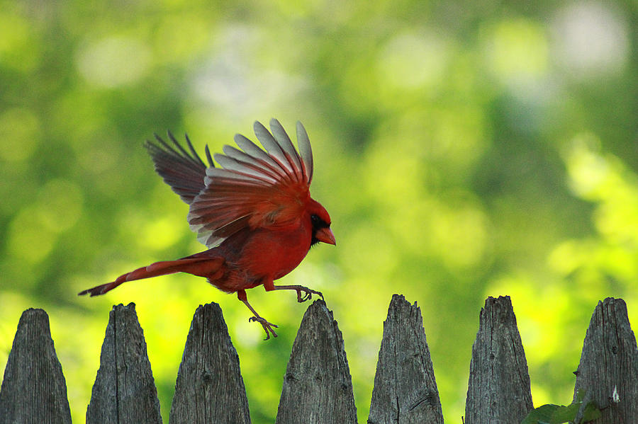 Cardinal Photograph - Skipping Pickets 1 by Jackie Novak