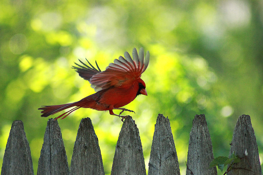 Cardinal Photograph - Skipping Pickets 2 by Jackie Novak
