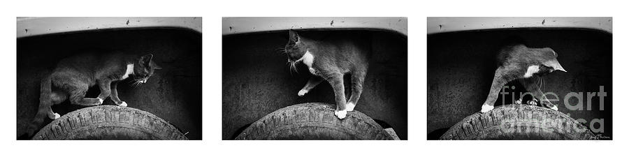 Skitty Cat Photograph by Cheryl McClure