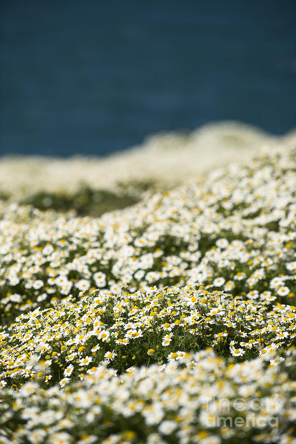 Daisy Photograph - Skokholm Sea Mayweed by Anne Gilbert