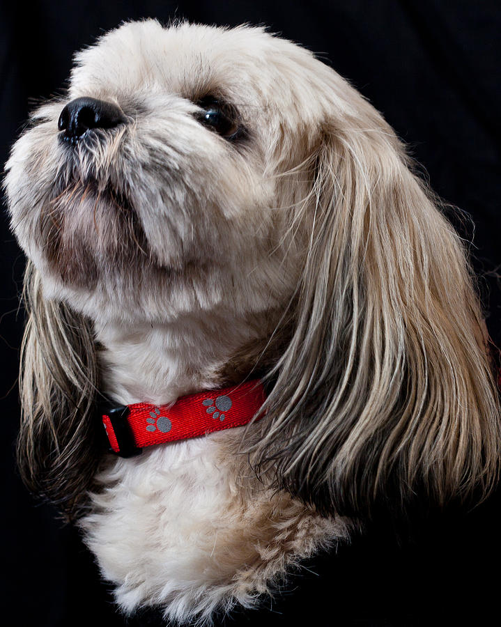 Skoote The Lhasa Apso Photograph by Marvin Mast