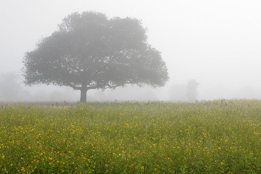 SKC 0056 Tree in Fog Photograph by Sunil Kapadia
