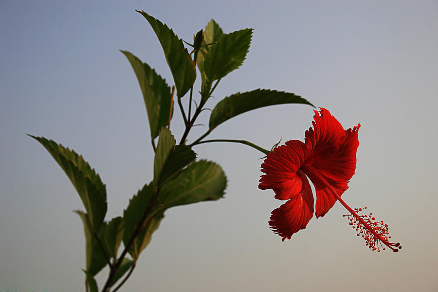 Nature Photograph - SKC 0444 Hibiscus 1 by Sunil Kapadia