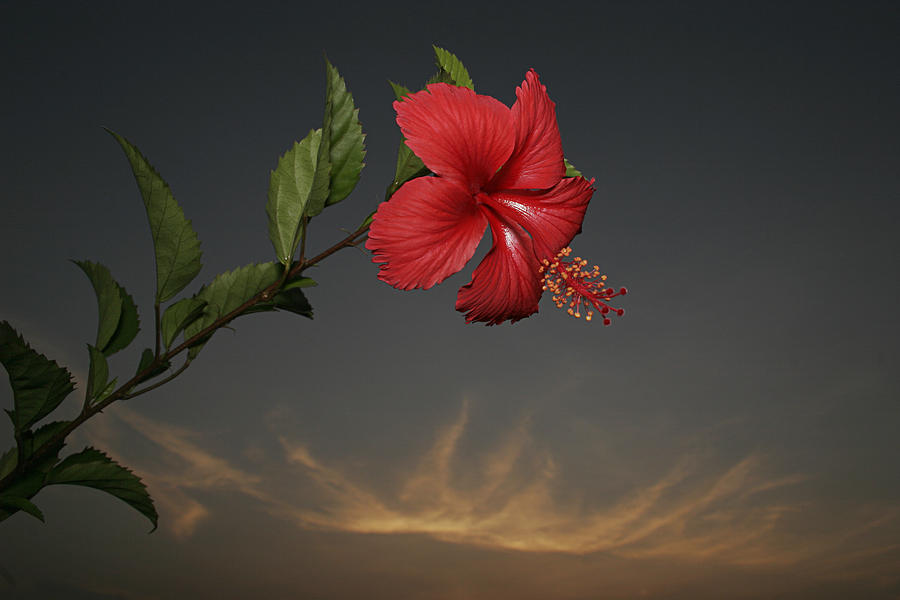 SKC 0452 Hibiscus 3 Photograph by Sunil Kapadia
