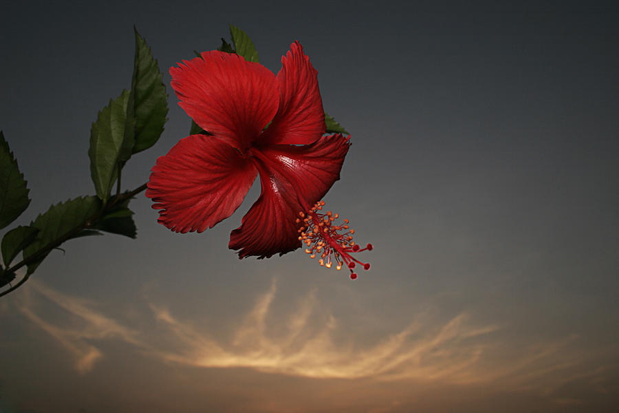 SKC 0455 Hibiscus And Cloud Photograph by Sunil Kapadia