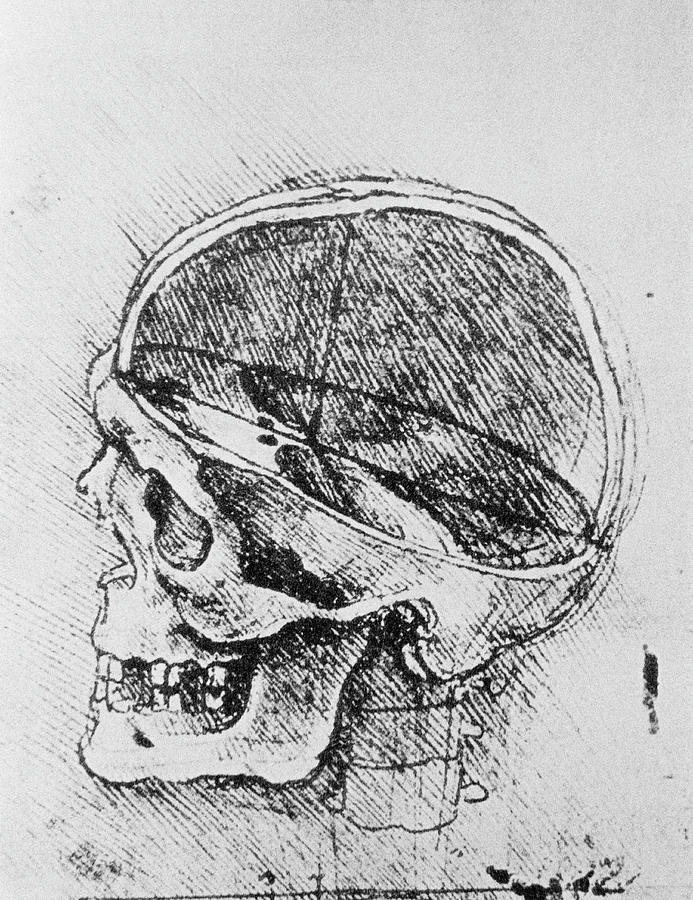 Skull Anatomy Photograph by Science Photo Library