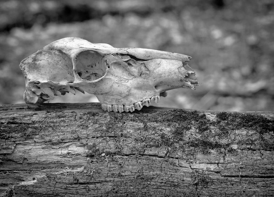 Skull and Tree Photograph by Jeffrey Platt