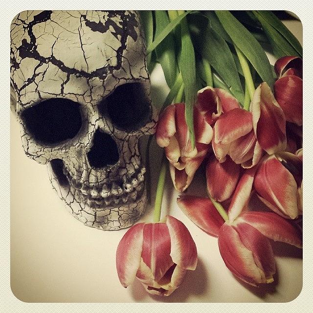 Skull And Tulips Photograph by Darlene Cunnup