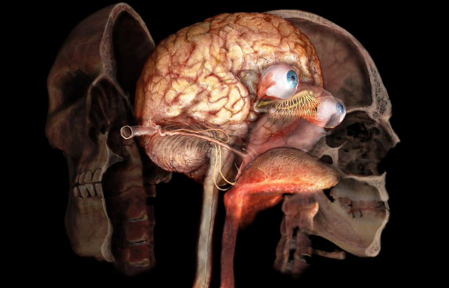 Skull, Brain, And Sense Organs Photograph by Anatomical Travelogue