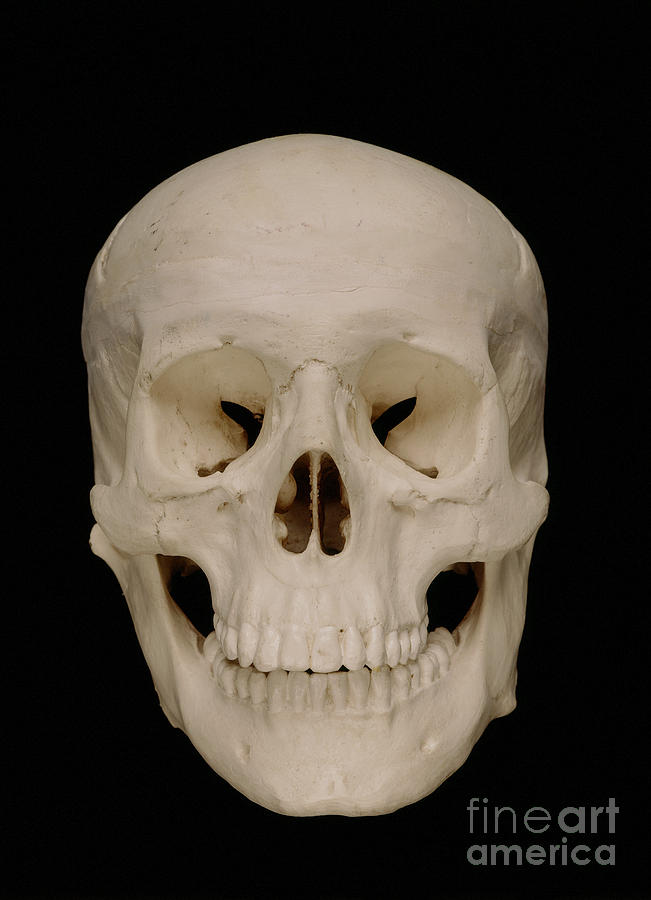 Skull Photograph by Dennis Potokar