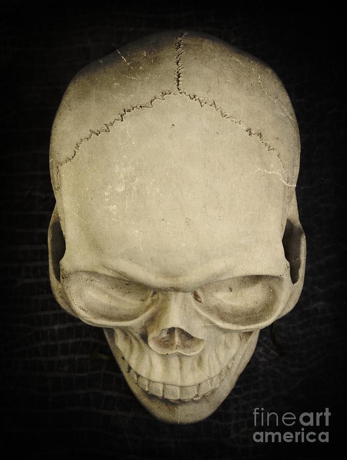 Halloween Photograph - Skull by Edward Fielding