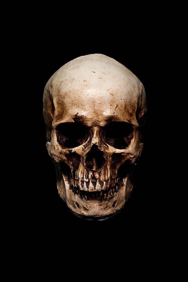 Skull Photograph by Ianmcdonnell