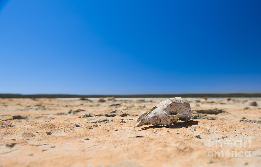 Animal Photograph - Skull in Desert by THP Creative