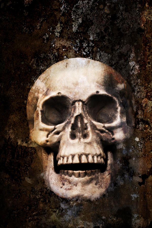 Skull Photograph - Skull In Earth by Amanda Elwell