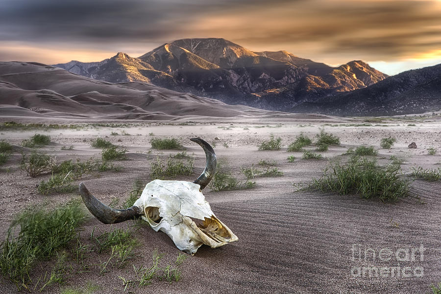Skull in the Desert Photograph by Jerry Fornarotto